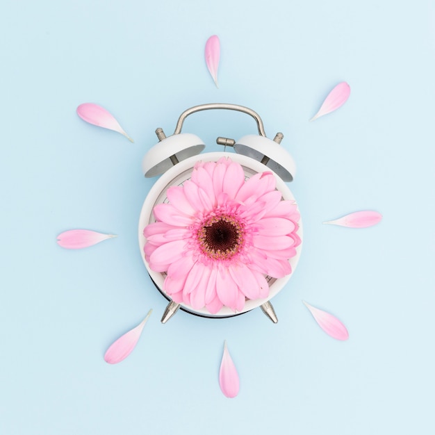 Free photo top view arrangement with pink daisy and clock