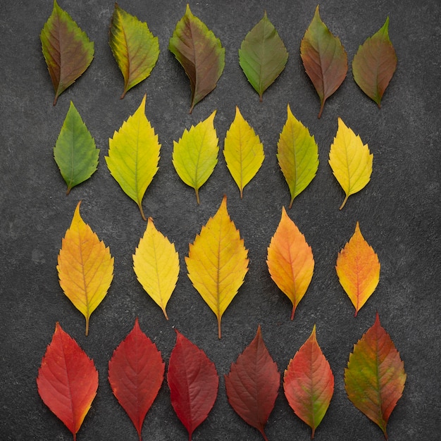 Top view of assortment of autumn leaves