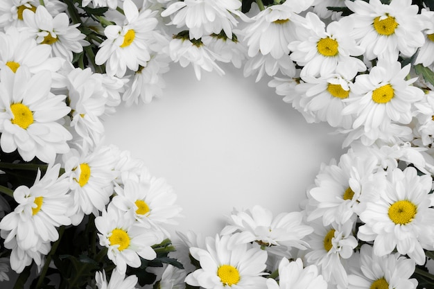 Top view assortment of  daisies frame