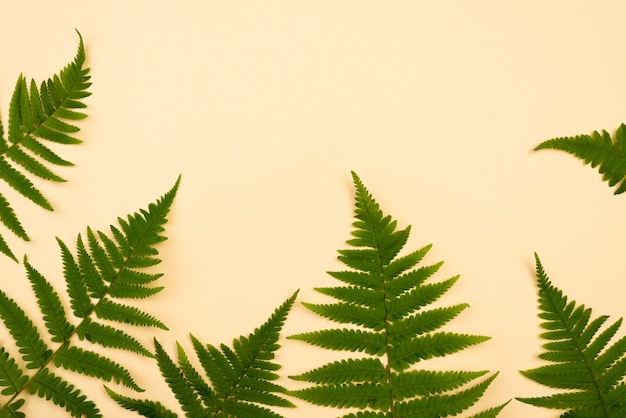 Free photo top view of assortment of fern leaves with copy space