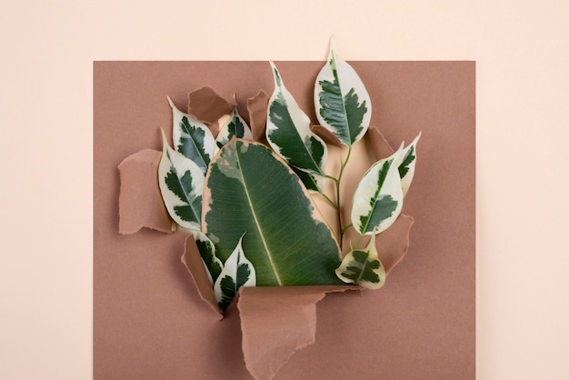 Free Photo top view of assortment of plant leaves with torn paper