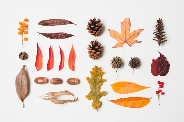 Free photo top view autumn leaves assortment