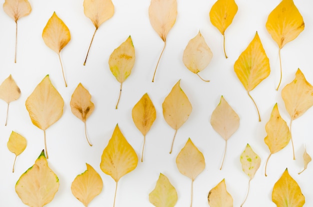 Top view autumn leaves flat lay 