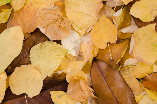 Free Photo top view autumn leaves pile