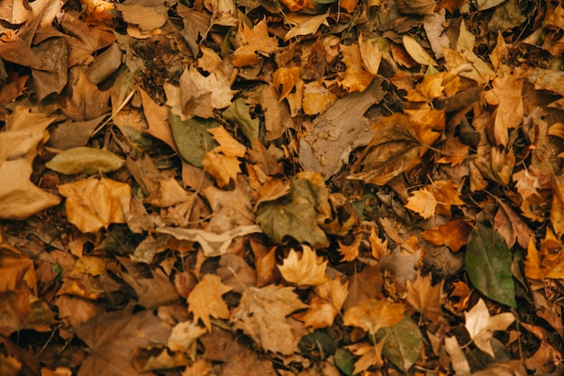 Top view of autumn leaves