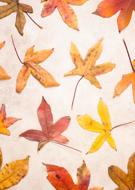 Free photo top view of autumn leaves