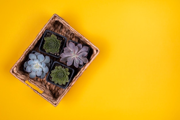 Top view of basket of plants on yellow table