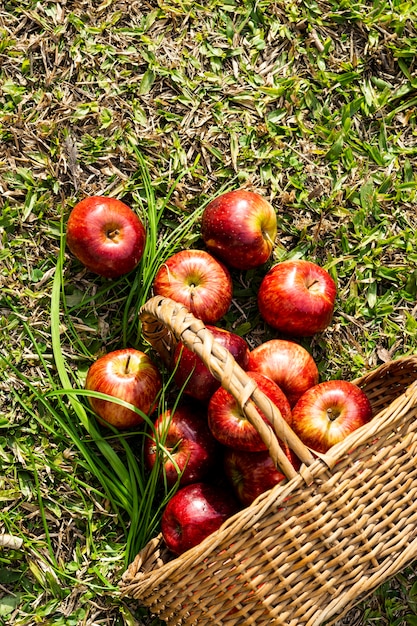 Free photo top view basket with apples on grass