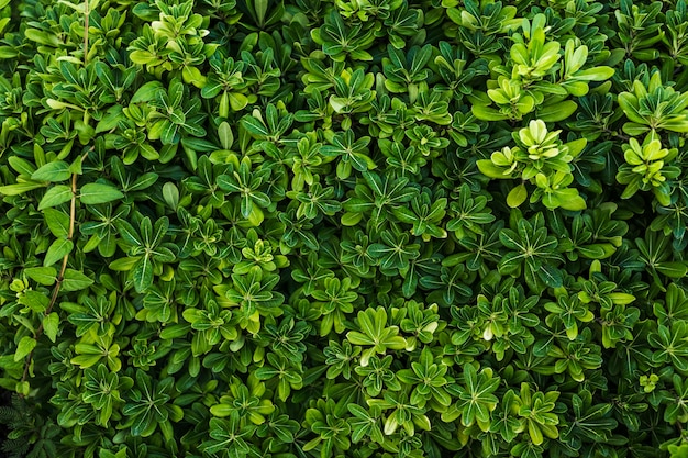 Free Photo top view beautiful arrangement of green foliage