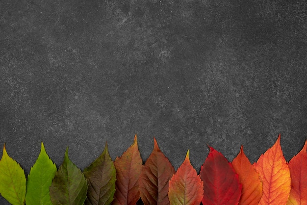 Free Photo top view of beautiful autumn leaves with copy space