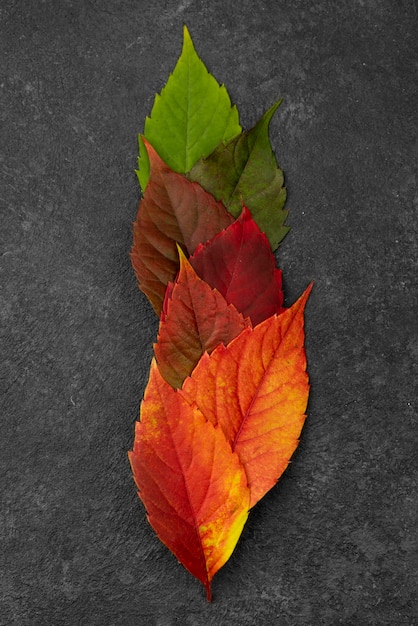 Top view of beautiful autumn leaves