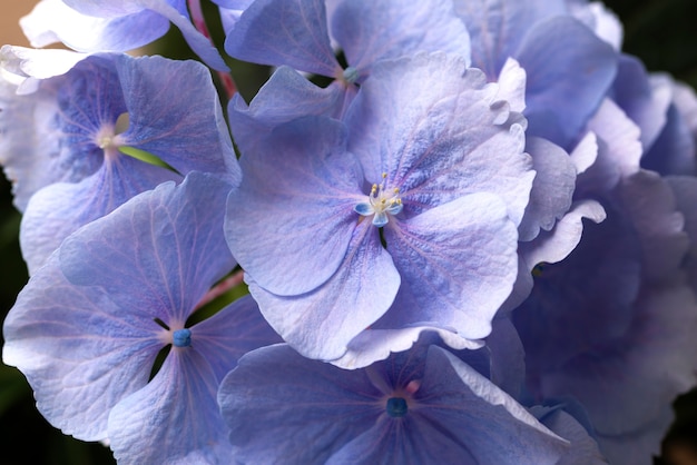 Free photo top view of beautiful blue colored flowers