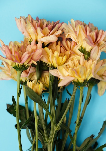 Free photo top view beautiful flowers on blue background