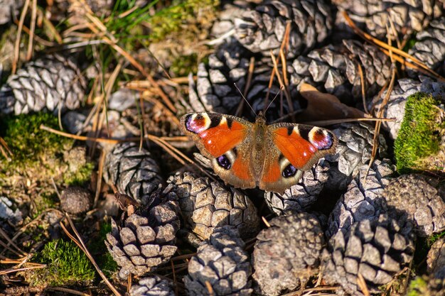 Top view of a beautiful Peacock butterfly on pine cone pile on the autumn forest ground