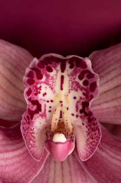 Top view beautiful pink orchid