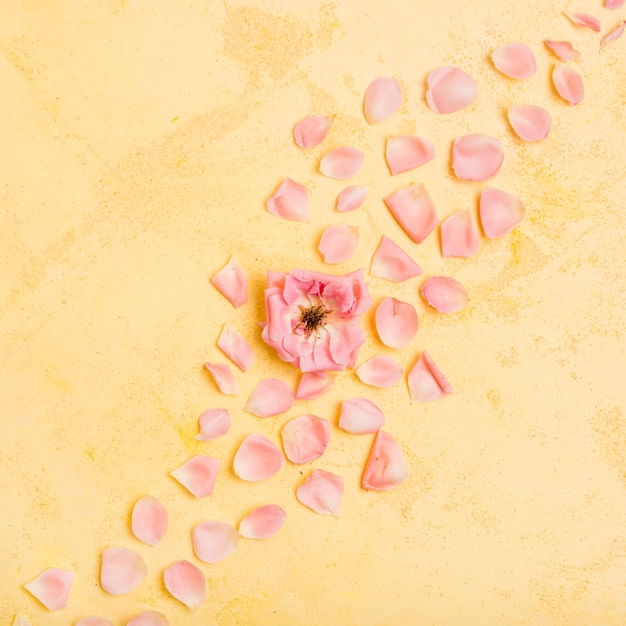 Free photo top view of beautiful rose with petals