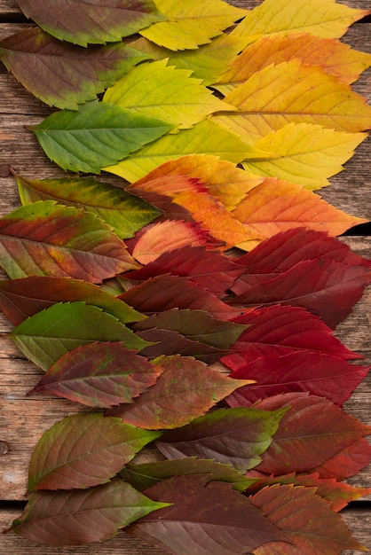 Free Photo top view of beautifully colored autumn leaves