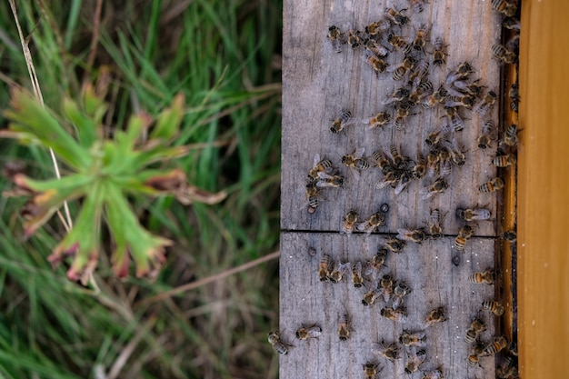 Top view of the beehive