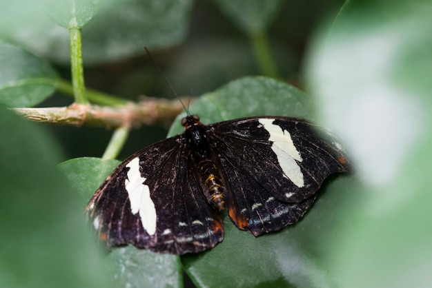 Free photo top view black and white butterfly