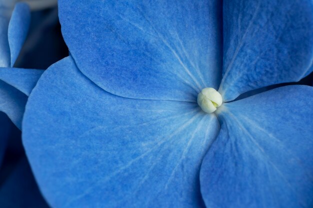 Top view blue monday concept composition with flowers close-up