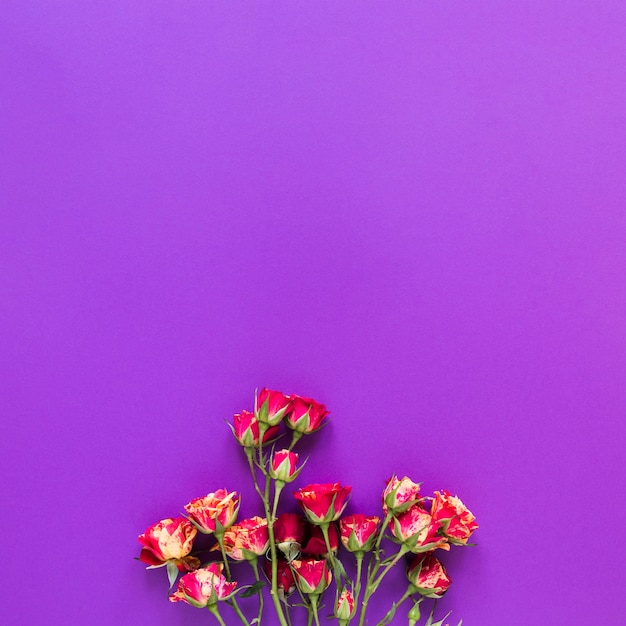 Top view bouquet of carnation flowers on violet copy space background