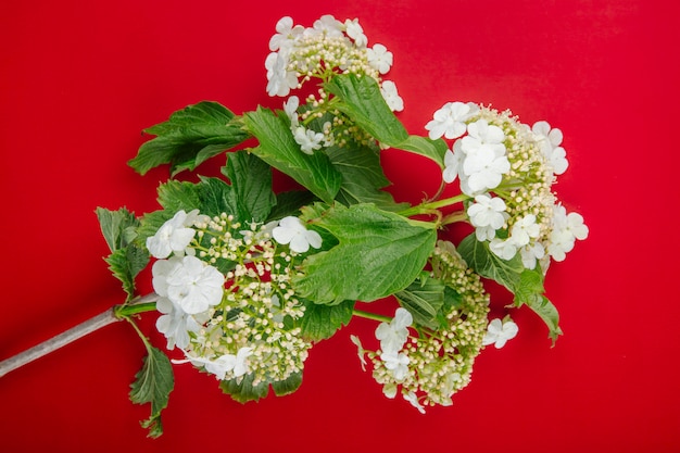 Free photo top view of a branch of blooming viburnum isolated on red background