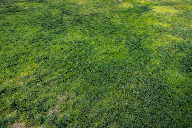 Top view of bright green grass texture background