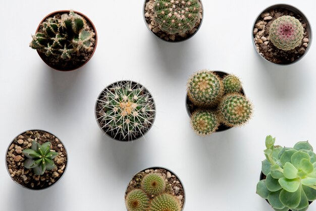 Top view cactus plants arrangement