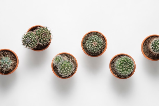 Free photo top view cactus plants arrangement