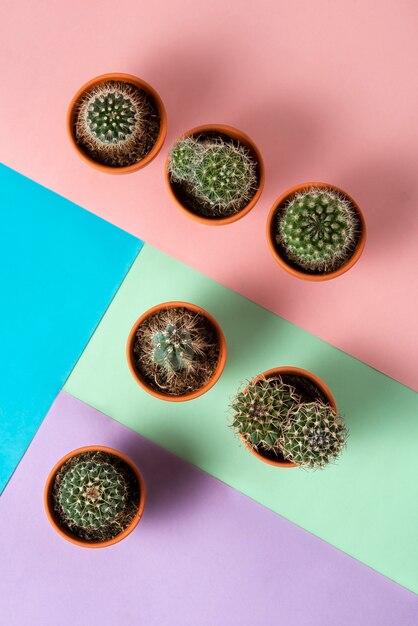 Top view cactus plants arrangement