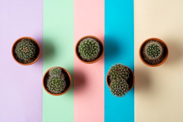 Top view cactus plants arrangement