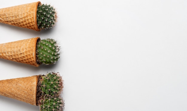 Top view cactus plants arrangement