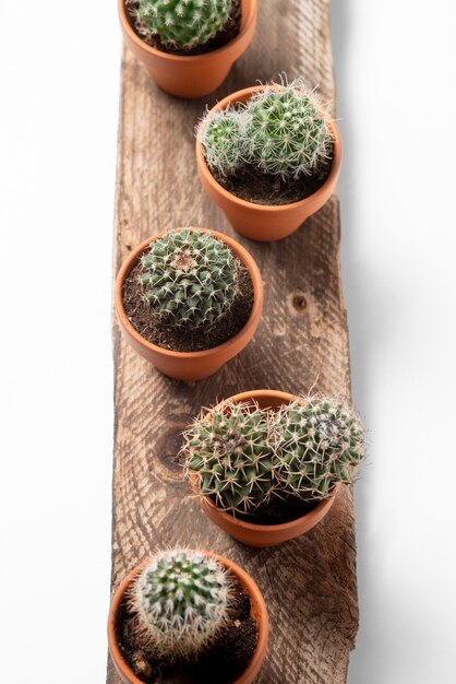 Top view cactus plants arrangement