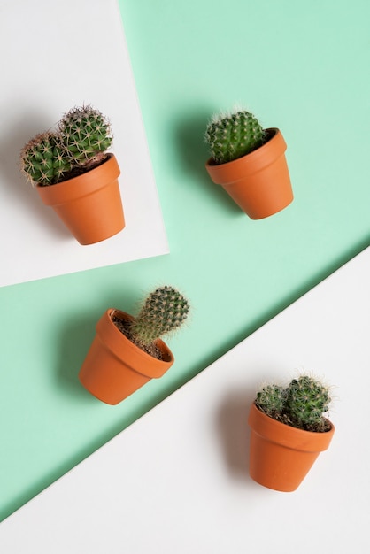 Top view cactus plants arrangement