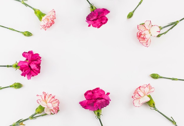 Top view of carnation flowers