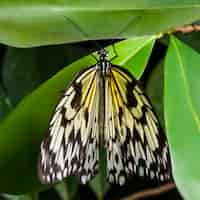 Free photo top view centered yellow butterfly