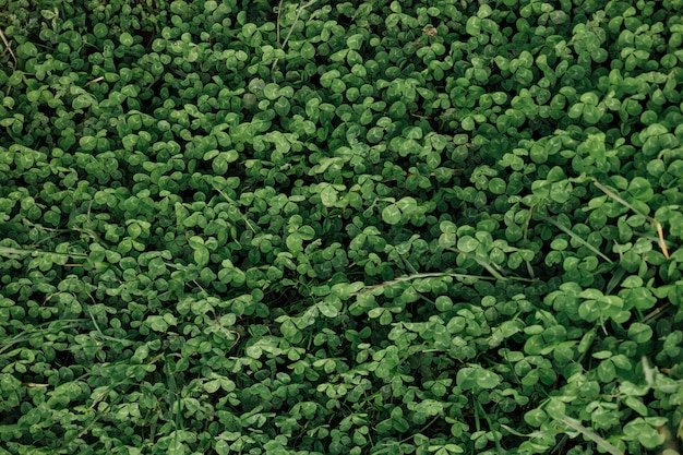 Free photo top view close-up field of clovers