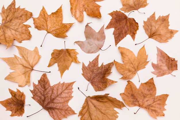 Top view of collection of autumn leaves