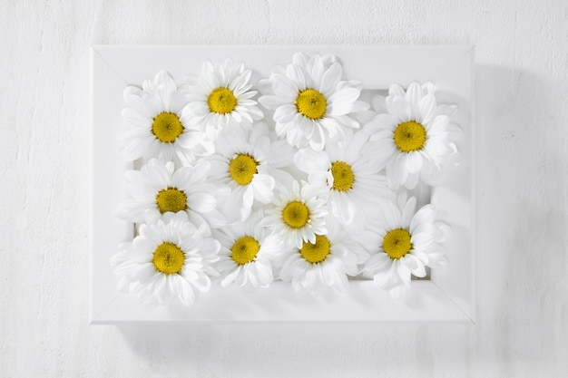 Top view collection of daisies