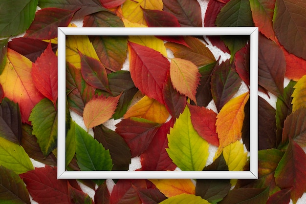 Free photo top view of colored autumn leaves with frame