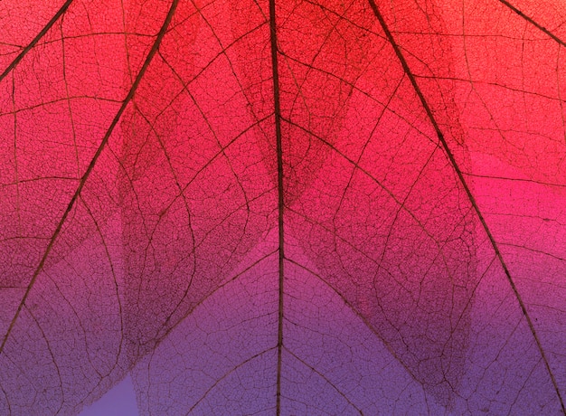 Top view of colored leaf texture