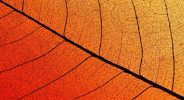 Top view of colored leaf with translucent texture