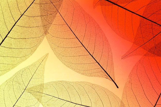 Free photo top view of colored leaves with transparent texture