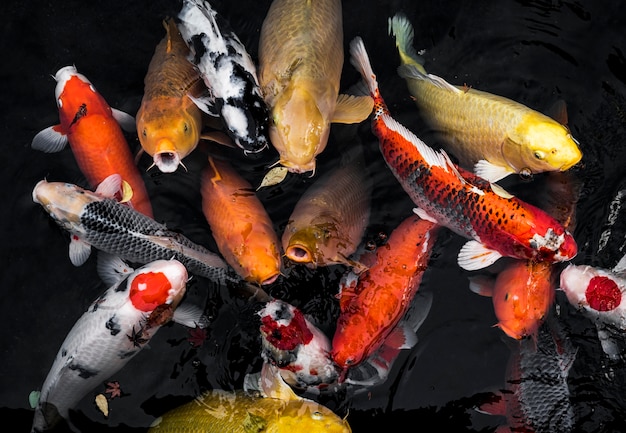 Free Photo top view colorful koi fishes