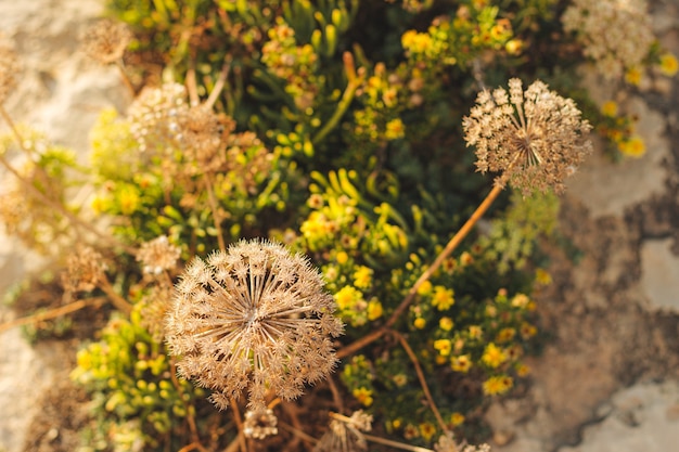 Top view of colorful plants