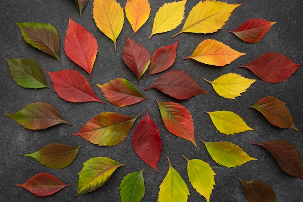 Top view of concentric autumn leaves