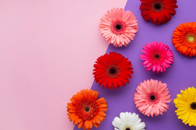 Free photo top view contrasted background with gerbera