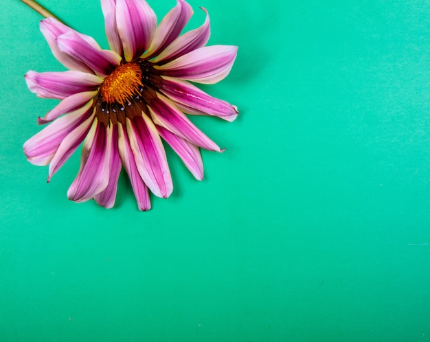 Top view copy space purple chamomile on a green background