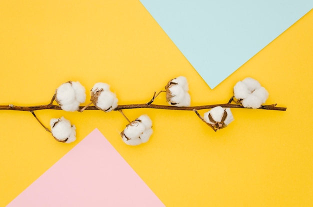 Free Photo top view cotton flowers on colorful background