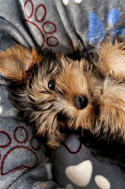 Top view of cute yorkshire terrier puppy resting in his bed